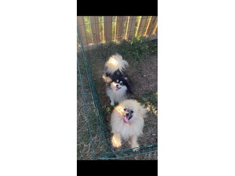 15 aylık erkek pomeranian köpekler