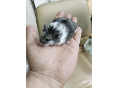 Gonzalez özel renk hamster