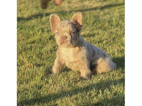 Fluffy new shade isabella merle french bulldog