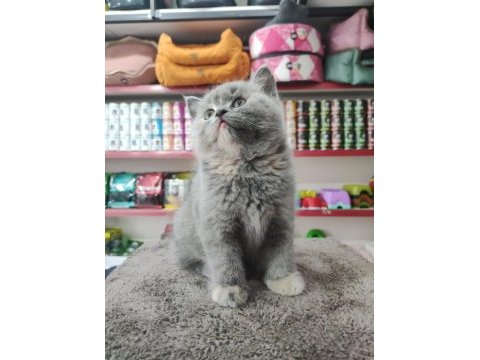 British shorthair 2 aylık bebek dişi