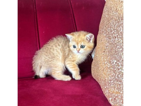 Safkan british shorthair golden dışı yavru