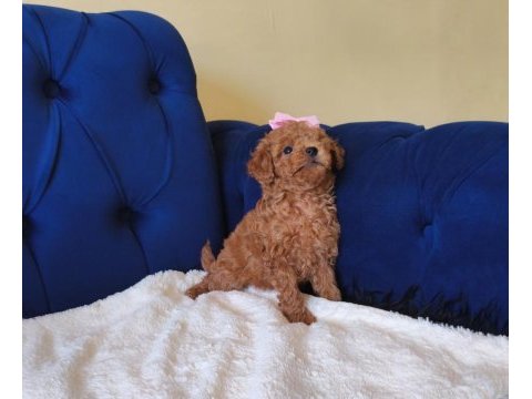 Red toy poodle kızımız