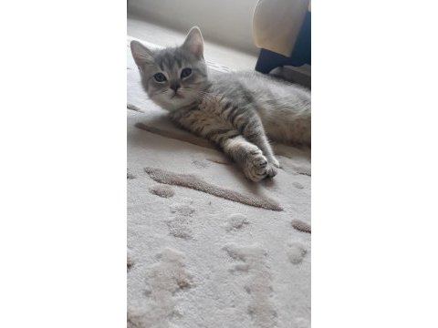 Blue ve red british shorthair yavrular