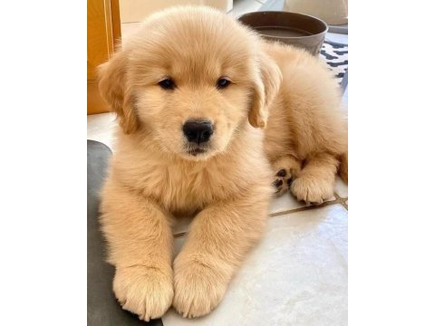 Golden retriever yavrularımız orjinal ev aile dostu