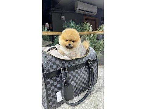 Irk ve sağlık garantili pomeranian boo yavrularımız