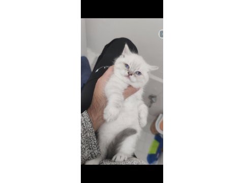 British shorthair