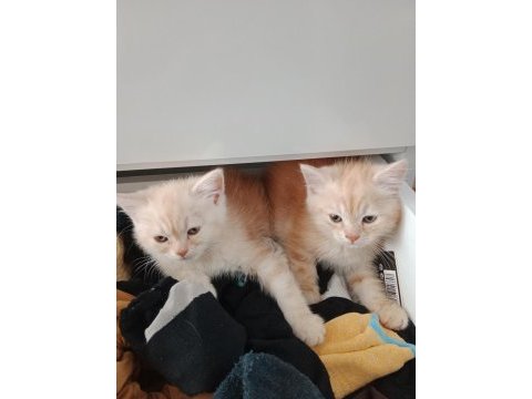 Chinchilla 2 aylık sahiplendirme