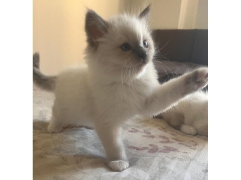Safkan ragdoll yavrular