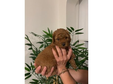 Birbirinden güzel toy poodle bebeklerimiz