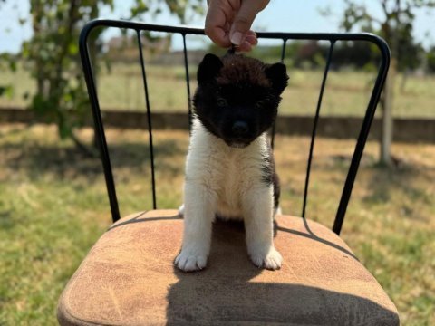 Gerçek akita kalitesiyle tanışın