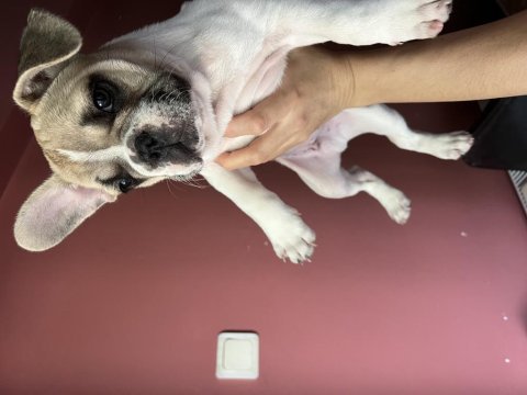 Blue fawn french bulldog