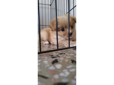 Latte tadında maltipoo