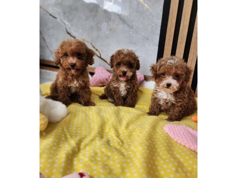 Maltipoo  yavrularımız 