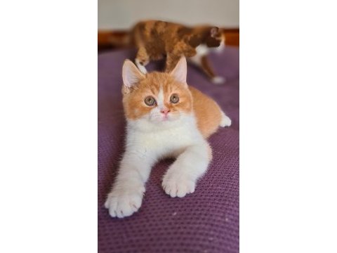 Red british shorthair
