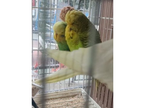 Show jumbo kuşlar ilk gelen alır