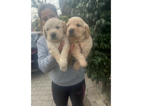 Orjinal golden retriever yavrular