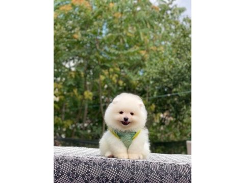 Pomeranian boo yavrularımız karşınızda