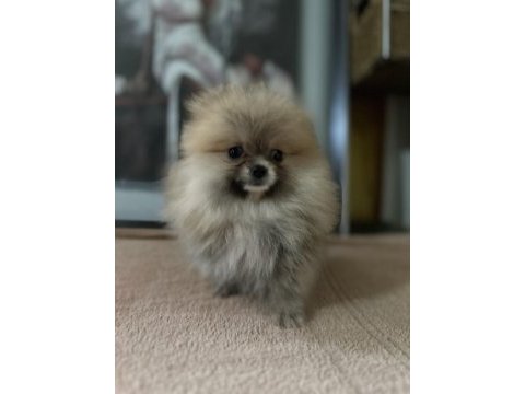 Sağlık ve ırk garantili pomeranian yavrularımız 
