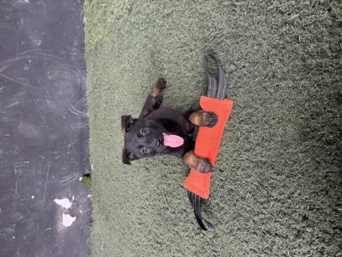 Kaliteli iş köpekleri belçika kurtlarımın yavruları