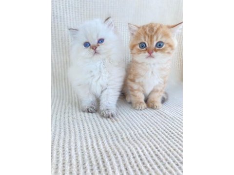 British longhair ve short kardeşler