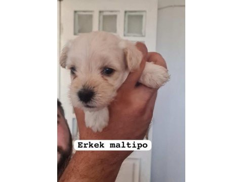 Maltipoo yavrular iki aylık
