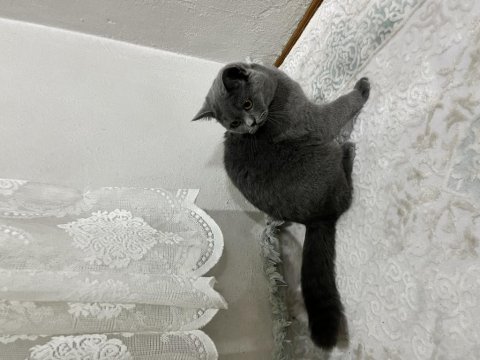 British shorthair kalite tesadüf değildir