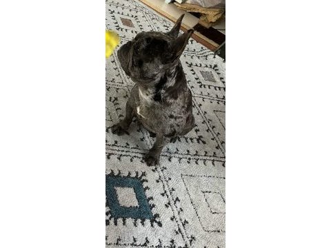 Black merle dişi french bulldog