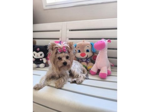 Küt burun tea cup erkek yorkshire terrier yavrumuz