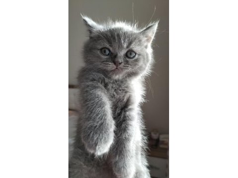 Scottish fold yavrular