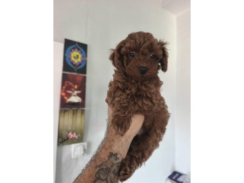 Birbirinden sevimli köpekler