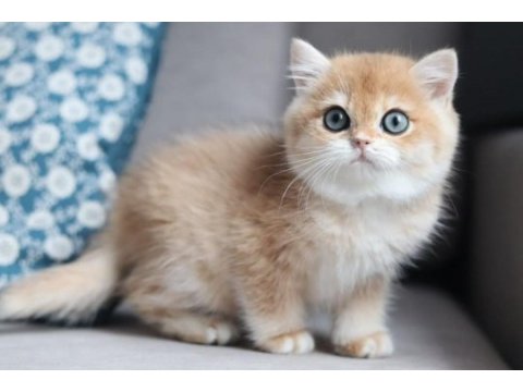 Bal rengi golden british shorthair 