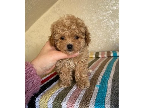 Kore maltipoo