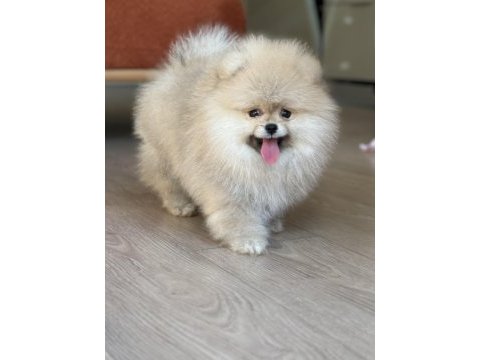 Gülen yüz dişi pomeranian boo teddy face
