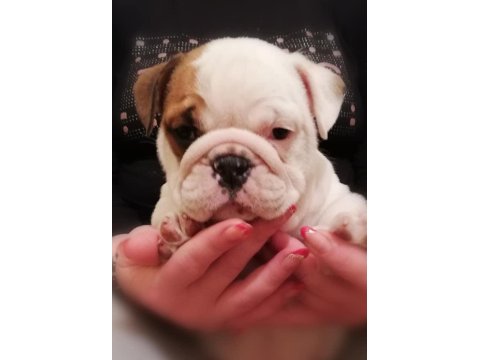 İngiliz bulldog yavruları