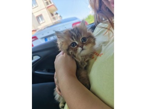 Çok sevecen golden black longhair 2,5 aylık kedimiz