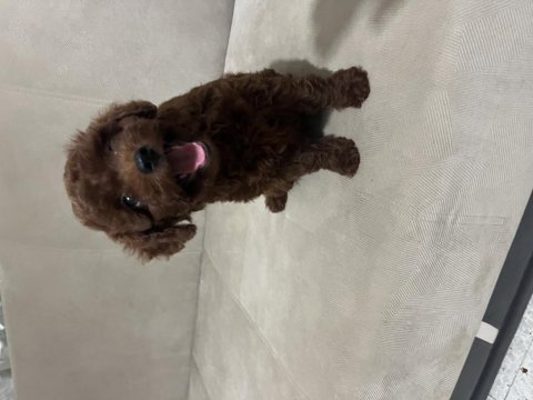 70 günlük erkek yavru poodle