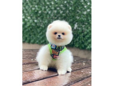 En tatlı pomeranian boo