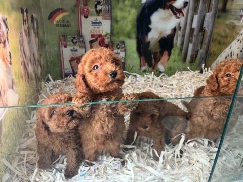 Çook özel pırıl pırıl saf kan kore kan poodle yavrular