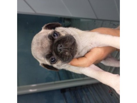 Pug yavruları
