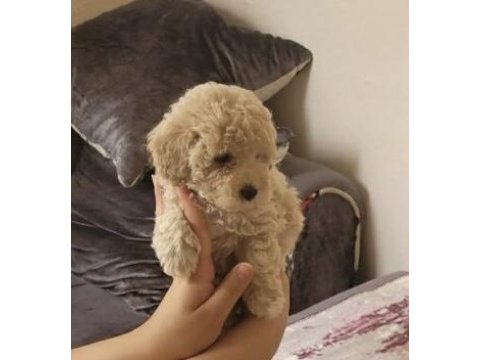 Poodle kalitesinde maltipoo arayanlara