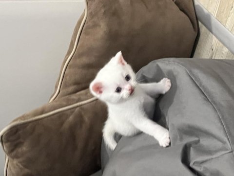 Yavru kedilerim yeni ailelerini bekliyor