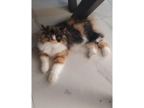 Son dişi iran kedisi bebiş