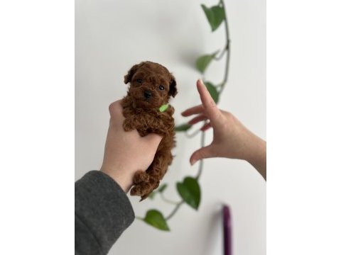 Micro boy poodle yavrular