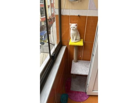 Dişi british shorthair silver point mavi göz