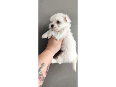 Minimal terrier kızlar