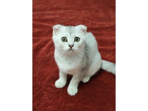 3 aylık silver scottish fold dişi yavru