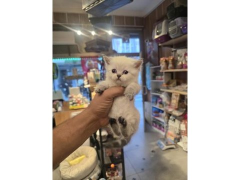 British shorthair kedisi