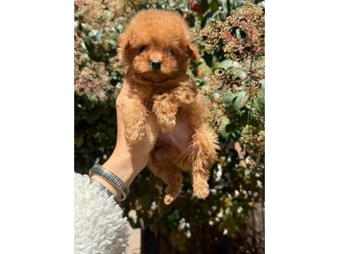 Teacup dişi kore poodle mersin susanoğlu