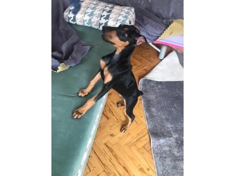 4 aylık doberman yavrusu