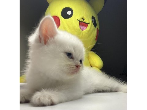 British shorthair dişi yavru